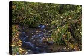 Munson Creek Falls State Natural Site in autumn near Tillamook, Oregon, USA-Chuck Haney-Stretched Canvas