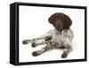 Munsterlander, Helena, 5 Months Old, Lying with Head Up-Mark Taylor-Framed Stretched Canvas