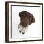 Munsterlander, Helena, 5 Months Old, Sitting and Looking Up-Mark Taylor-Framed Premium Photographic Print