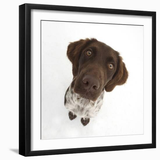 Munsterlander, Helena, 5 Months Old, Sitting and Looking Up-Mark Taylor-Framed Photographic Print