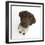 Munsterlander, Helena, 5 Months Old, Sitting and Looking Up-Mark Taylor-Framed Photographic Print