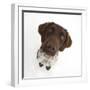 Munsterlander, Helena, 5 Months Old, Sitting and Looking Up-Mark Taylor-Framed Photographic Print