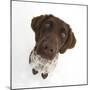 Munsterlander, Helena, 5 Months Old, Sitting and Looking Up-Mark Taylor-Mounted Photographic Print