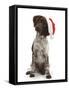 Munsterlander, Helena, 5 Months Old, Wearing a Father Christmas Hat-Mark Taylor-Framed Stretched Canvas