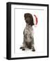 Munsterlander, Helena, 5 Months Old, Wearing a Father Christmas Hat-Mark Taylor-Framed Photographic Print