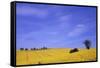 Munstermaifeld - Germany-Hartmut Junker-Framed Stretched Canvas