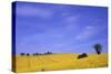 Munstermaifeld - Germany-Hartmut Junker-Stretched Canvas