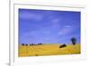 Munstermaifeld - Germany-Hartmut Junker-Framed Photographic Print