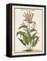 Munting Botanicals I-Abraham Munting-Framed Stretched Canvas