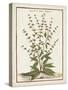 Munting Botanicals III-Abraham Munting-Stretched Canvas