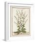 Munting Botanicals III-Abraham Munting-Framed Art Print