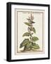 Munting Botanicals IV-Abraham Munting-Framed Art Print