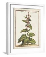 Munting Botanicals IV-Abraham Munting-Framed Art Print