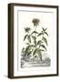 Munting Garden Varieties IV-null-Framed Art Print