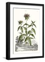 Munting Garden Varieties IV-null-Framed Art Print