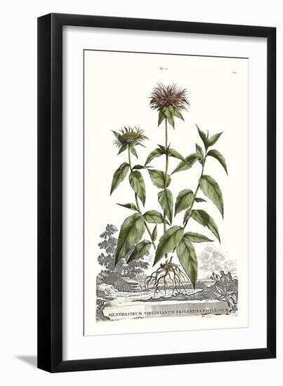 Munting Garden Varieties IV-null-Framed Art Print