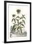 Munting Garden Varieties IV-null-Framed Art Print