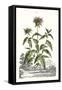 Munting Garden Varieties IV-null-Framed Stretched Canvas