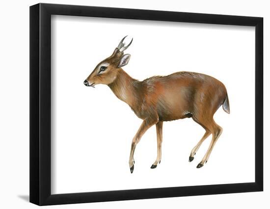 Muntjac (Muntiacus), Mammals-Encyclopaedia Britannica-Framed Poster