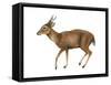 Muntjac (Muntiacus), Mammals-Encyclopaedia Britannica-Framed Stretched Canvas