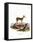 Muntjac-null-Framed Stretched Canvas
