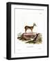 Muntjac-null-Framed Giclee Print