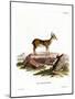 Muntjac-null-Mounted Giclee Print