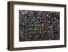 Mural Made of Used Chewing Gums, Bubblegum Alley, San Luis Obispo County, California, USA-null-Framed Photographic Print
