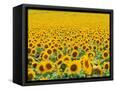 Canvas Black