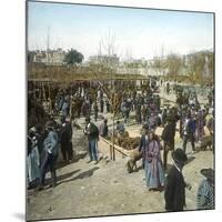 Murcia (Espagne), the Pig Market During a Fair, Circa 1885-1890-Leon, Levy et Fils-Mounted Photographic Print