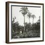 Murcia (Spain),Date Pickers at the Huerta of the Capuchins, Circa 1885-1890-Leon, Levy et Fils-Framed Photographic Print