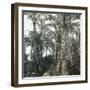 Murcia (Spain), the Huerta of the Capuchins, Circa 1885-1890-Leon, Levy et Fils-Framed Photographic Print