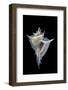 Murex Alabaster-Paul Starosta-Framed Photographic Print