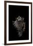 Murex Cichoreus-Paul Starosta-Framed Premium Photographic Print