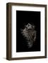 Murex Cichoreus-Paul Starosta-Framed Photographic Print