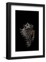 Murex Cichoreus-Paul Starosta-Framed Photographic Print