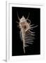 Murex Pecten (Peigne De V?nus)-Paul Starosta-Framed Photographic Print