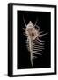 Murex Pecten (Peigne De V?nus)-Paul Starosta-Framed Photographic Print