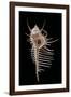 Murex Pecten (Peigne De V?nus)-Paul Starosta-Framed Photographic Print