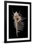 Murex Pecten (Peigne De V?nus)-Paul Starosta-Framed Photographic Print