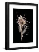 Murex Pecten (Peigne De V?nus)-Paul Starosta-Framed Photographic Print