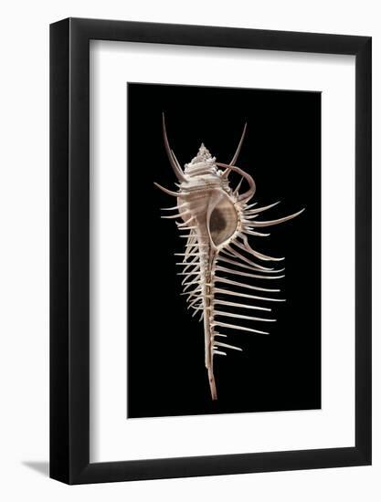 Murex Pecten (Peigne De V?nus)-Paul Starosta-Framed Photographic Print