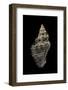 Murex Permaestus-Paul Starosta-Framed Photographic Print