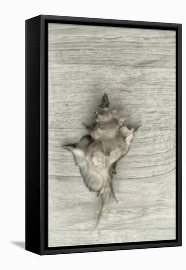 Murex Shell-Cora Niele-Framed Stretched Canvas