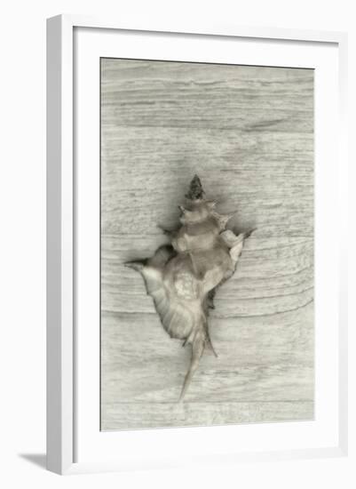 Murex Shell-Cora Niele-Framed Photographic Print