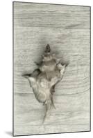 Murex Shell-Cora Niele-Mounted Photographic Print