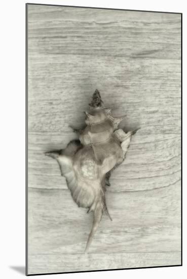 Murex Shell-Cora Niele-Mounted Photographic Print