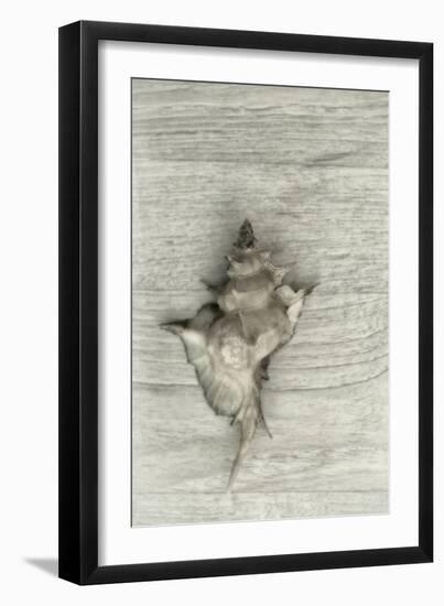 Murex Shell-Cora Niele-Framed Photographic Print