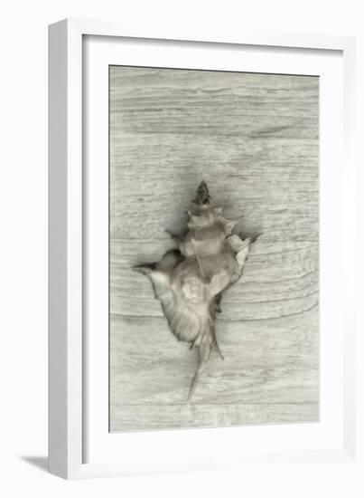 Murex Shell-Cora Niele-Framed Photographic Print