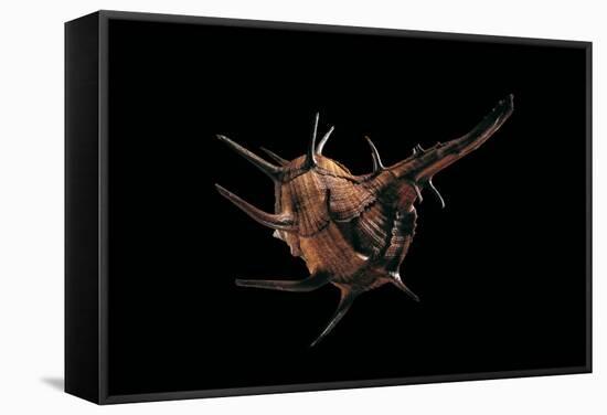 Murex Tribulus-Paul Starosta-Framed Stretched Canvas